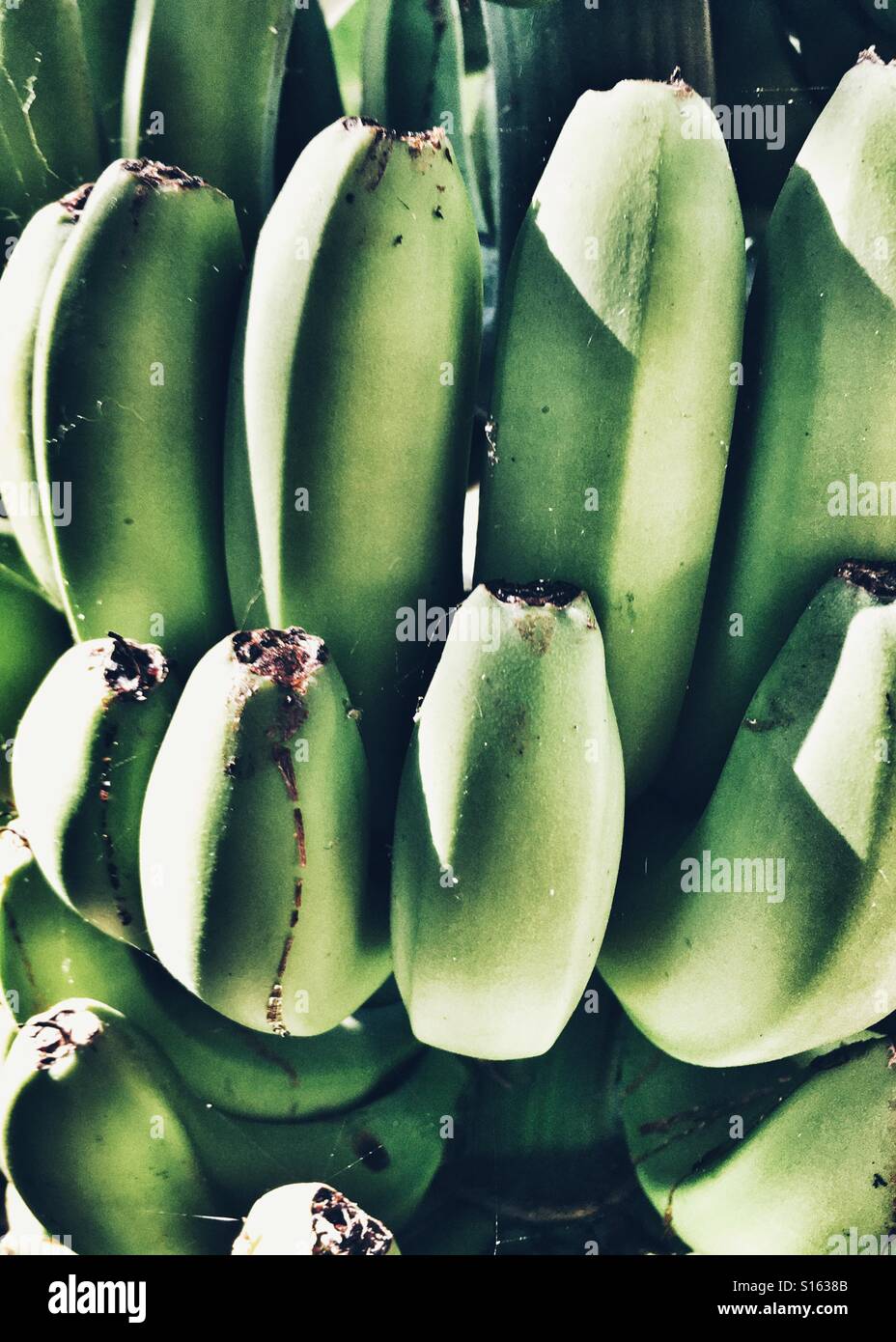 Bananas ripening in the sun - Smartphone Captured Stock Image