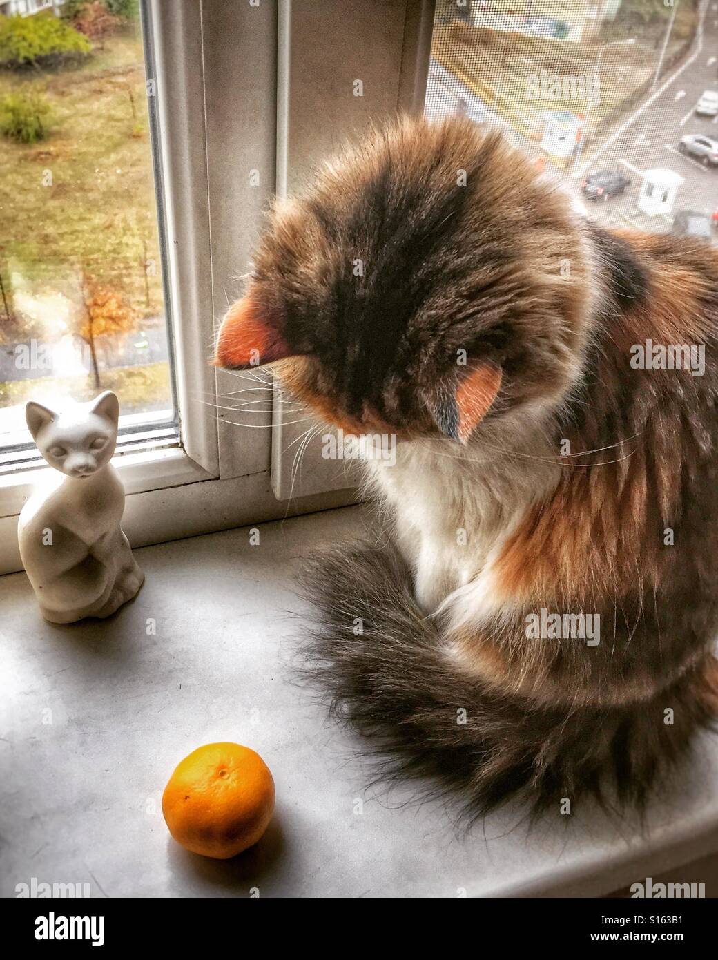 Cute cat looking at the orange Stock Photo