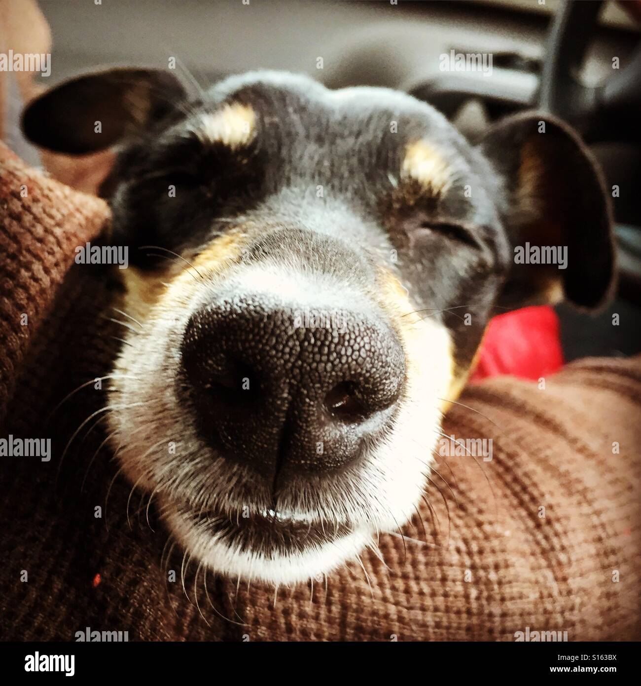 Content Jack Russell Stock Photo