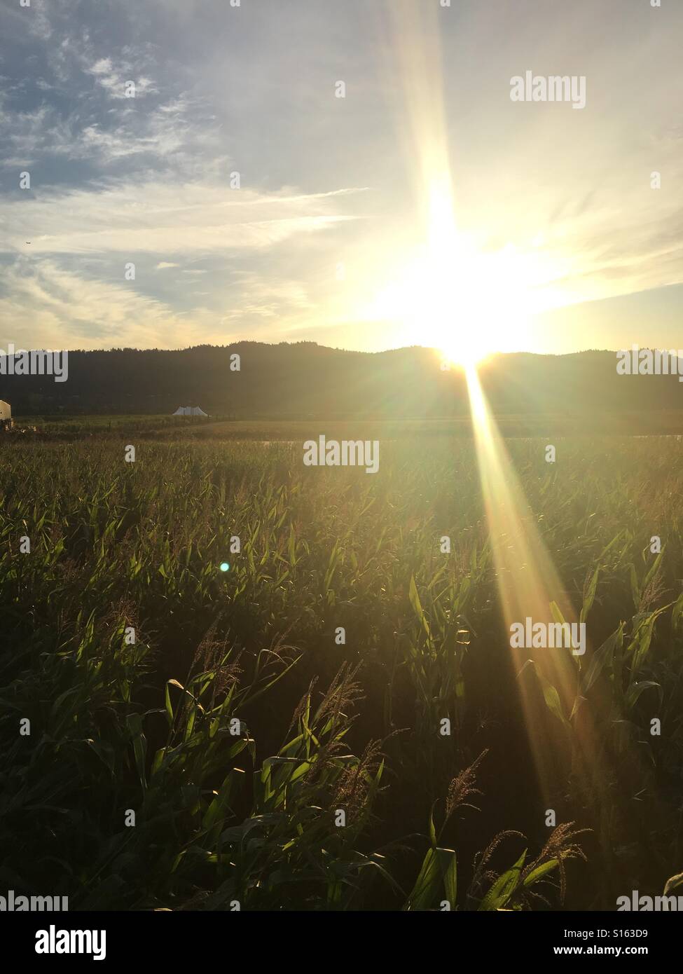 Corn Stalks and Sunsets Stock Photo