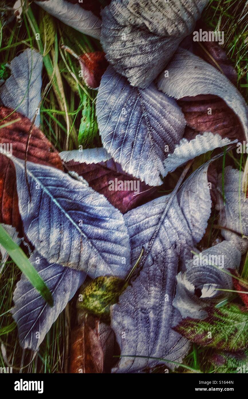 Patterns in Nature - Whitebeam leaves fallen and twisted on the ground in autumn - Smartphone Captured Stock Image