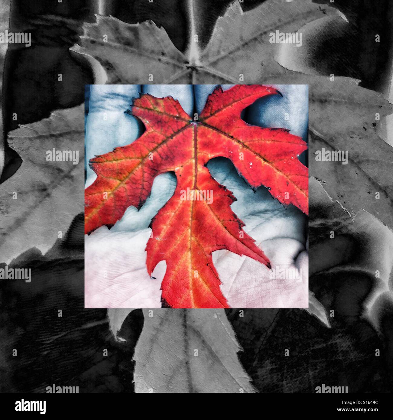 Hand holding an autumn leaf. - Smartphone Captured Stock Image