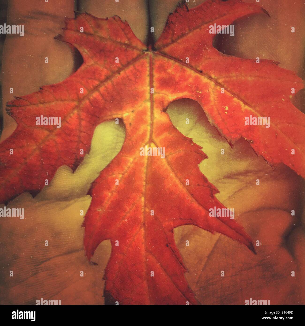 Hand holding an autumn leaf. - Smartphone Captured Stock Image