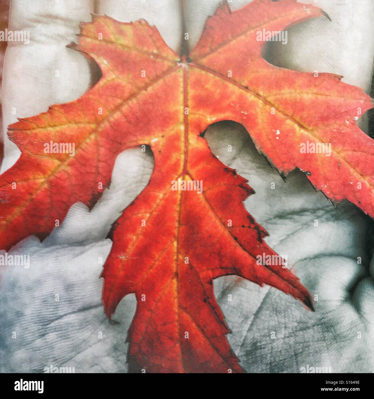 Hand holding an autumn leaf. - Smartphone Captured Stock Image