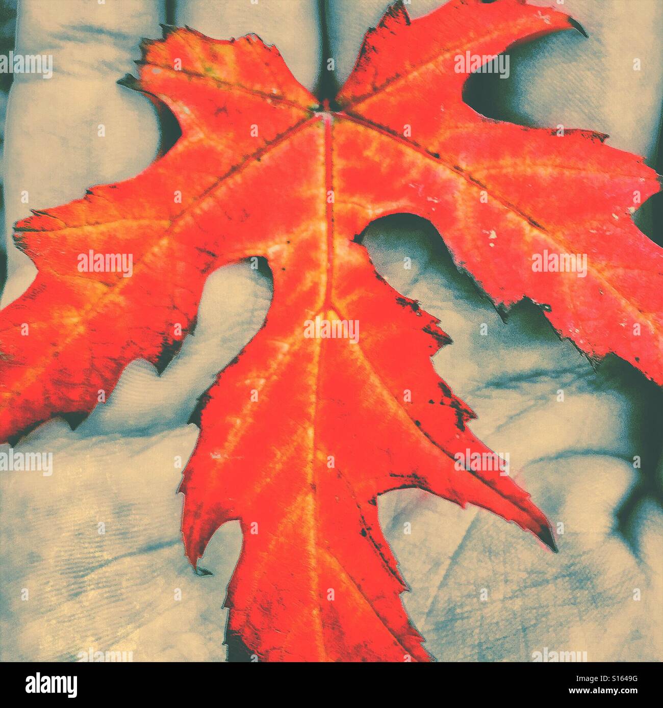 Hand holding an autumn leaf. - Smartphone Captured Stock Image