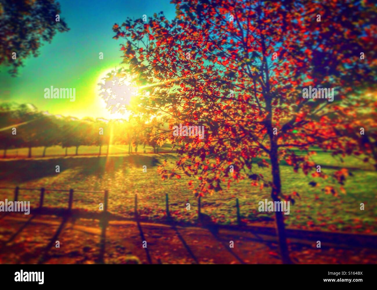 Peckham rye morning - Smartphone Captured Stock Image