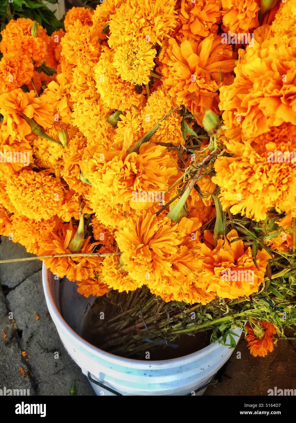 A bucket of long stemmed marigolds for sale sits on the sidewalk in a pueblo in Mexico on Dia de Los Muertos. Stock Photo
