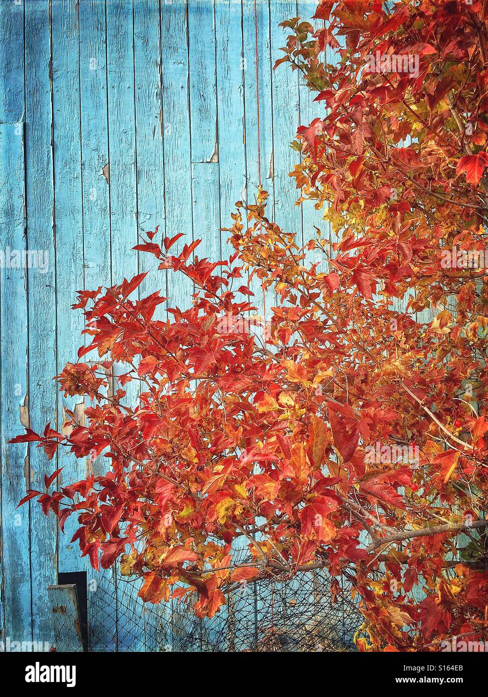 Tree with autumn leaves against a turquoise aqua shed - Smartphone Captured Stock Image