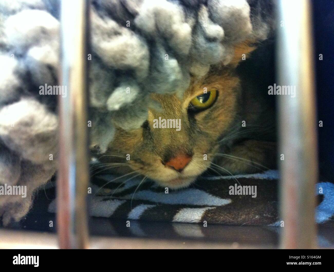 Hiding cat in cage Stock Photo