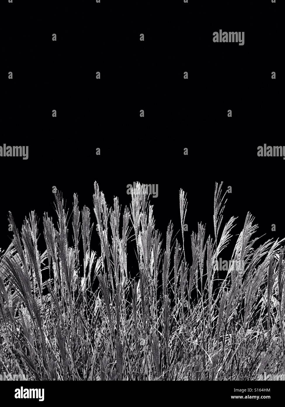 Bunch grass see heads, black and white - Smartphone Captured Stock Image