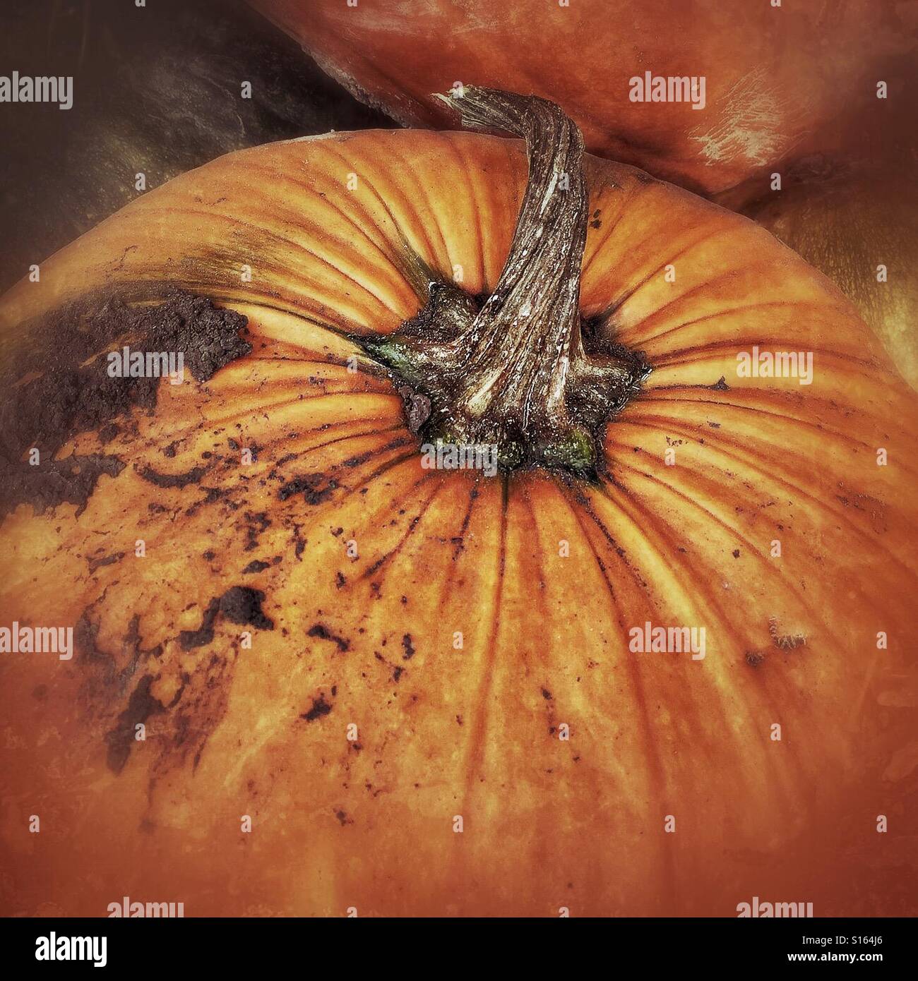Vintage textured treatment of just-picked pumpkin with dirt still needing to be washed off. Stock Photo