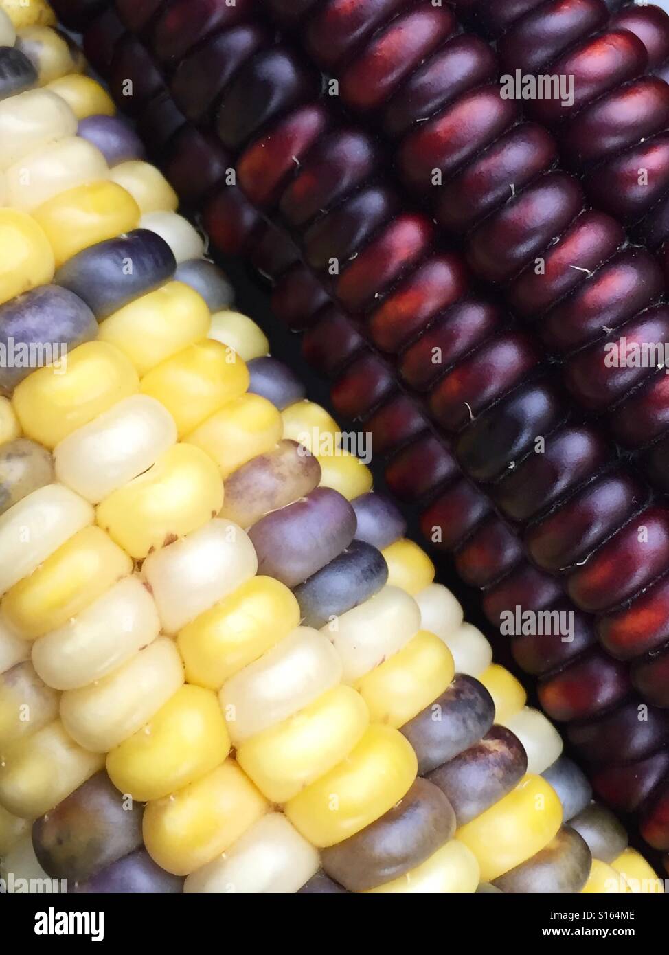 Indian corn - Smartphone Captured Stock Image