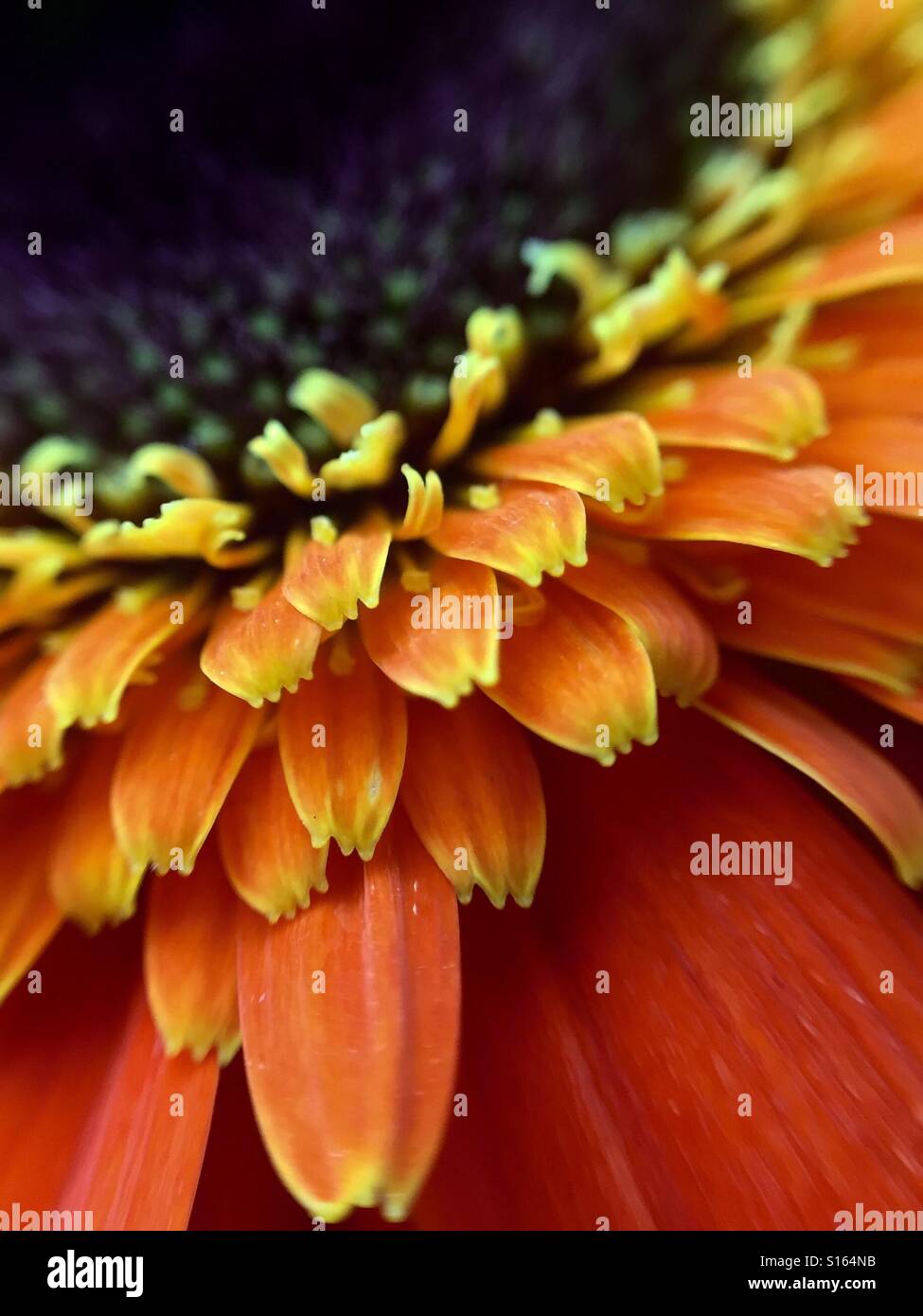 Close up of an orange Gerber Daisy - Smartphone Captured Stock Image