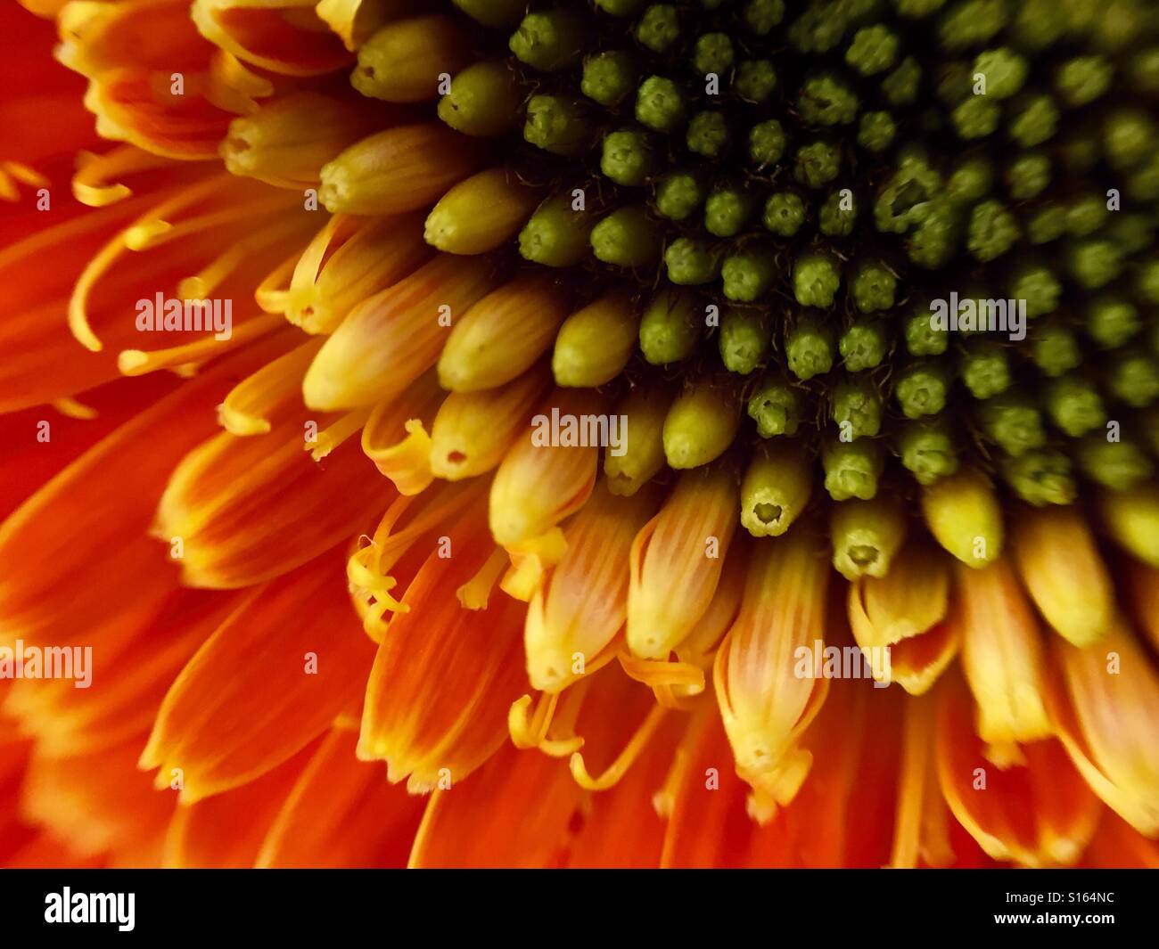 Close up of an orange Gerbera Daisy - Smartphone Captured Stock Image