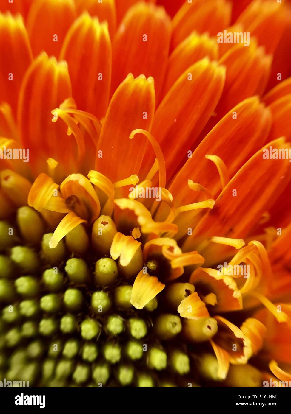 Macro of an orange Gerbera Daisy - Smartphone Captured Stock Image