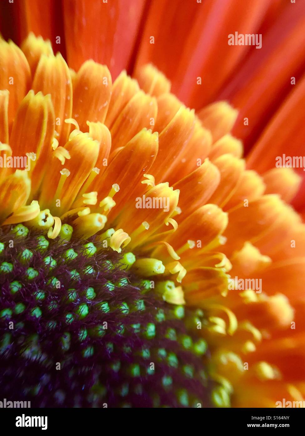Close upload an orange Gerbera Daisy Stock Photo
