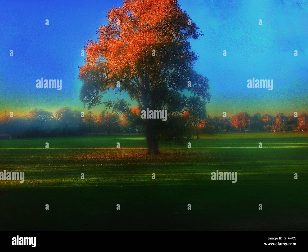 An Autumn tree in Rye park. - Smartphone Captured Stock Image