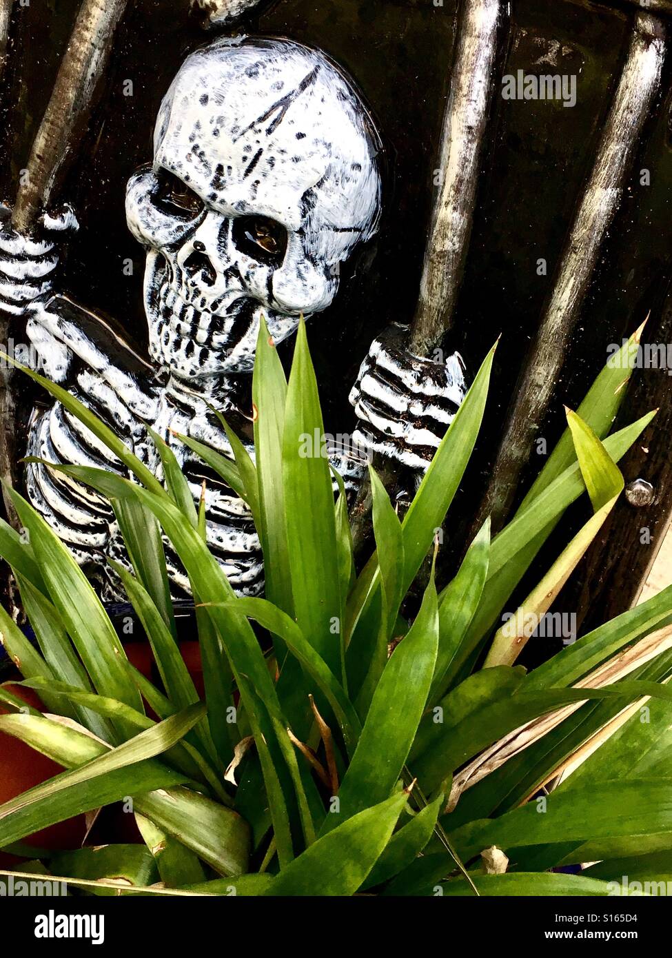 Scary Skelton behind plant - Smartphone Captured Stock Image