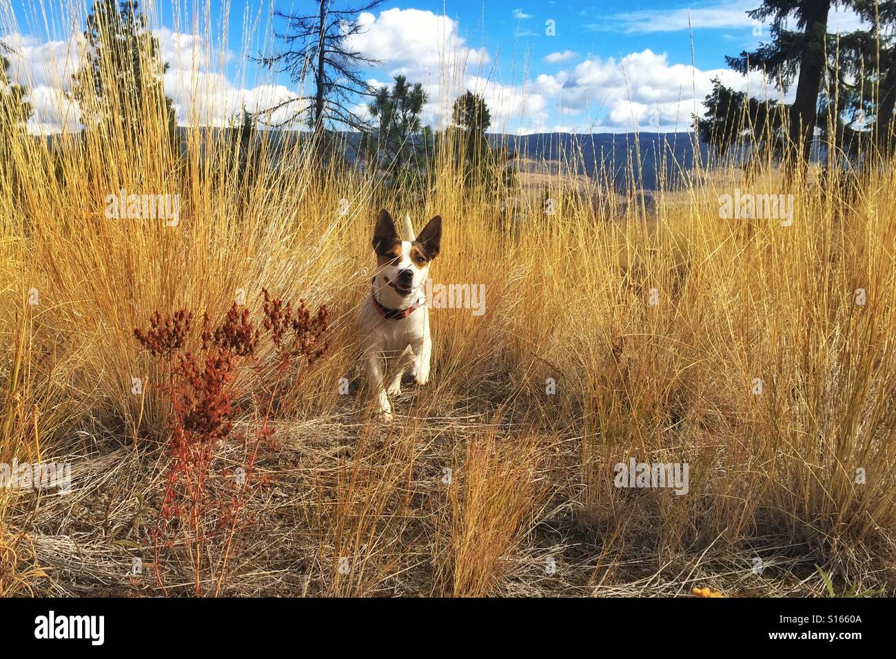 Low angle view of a Jack Russell Terrier dog running towards the camera in tall yellow grass on an early autumn sunny day with blue sky above - Smartphone Captured Stock Image