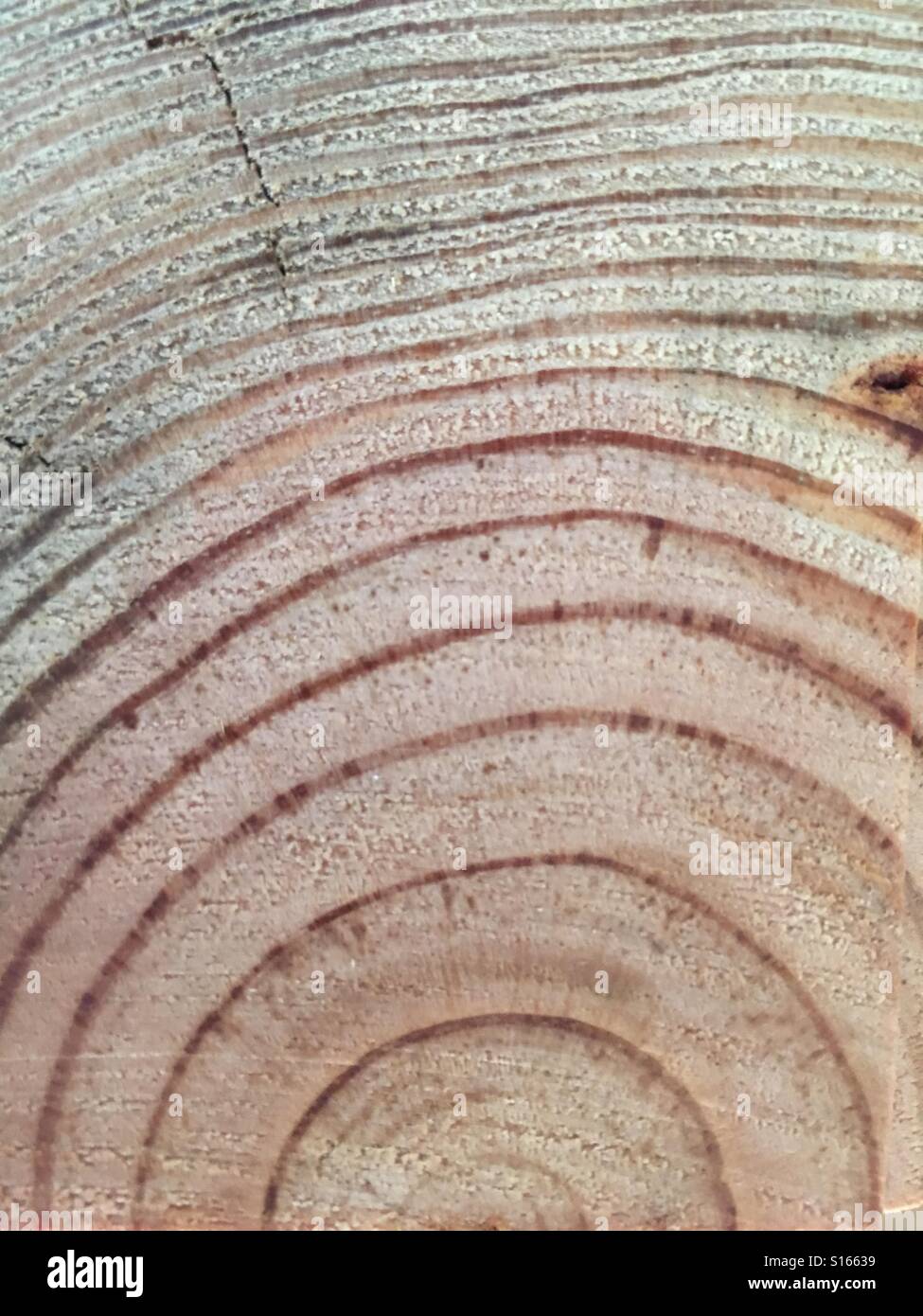 Growth rings on cut log - Smartphone Captured Stock Image