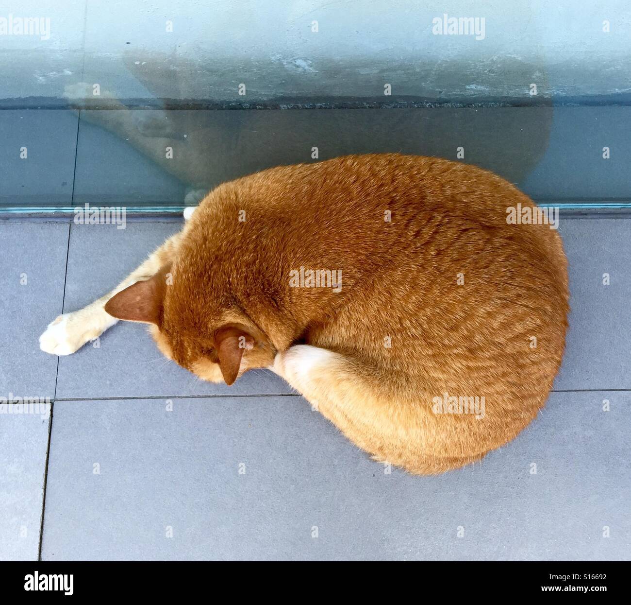 Sleeping, curled up cat Stock Photo Alamy
