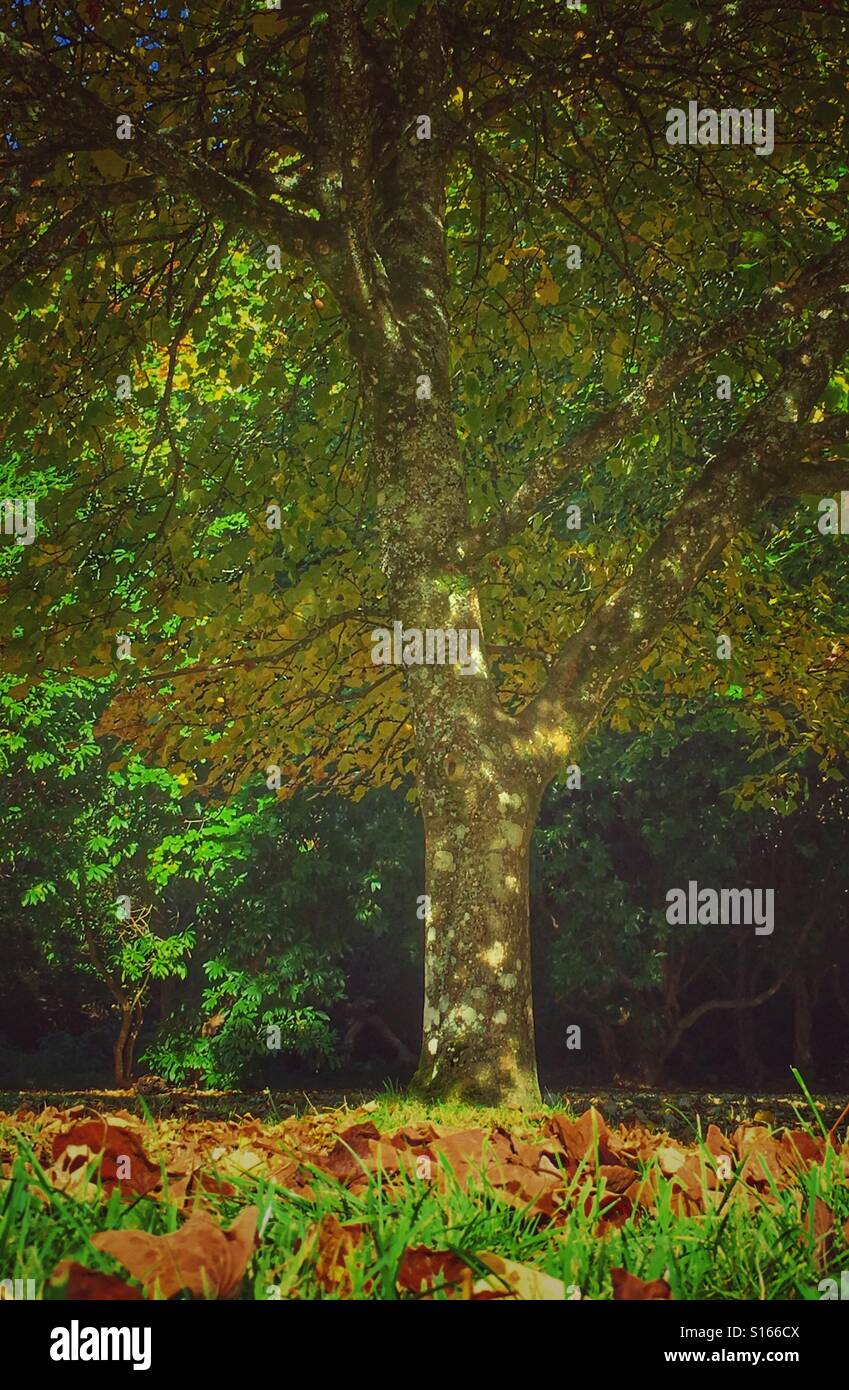 Autumn tree surrounded by fallen leaves, low, wide angle view. - Smartphone Captured Stock Image