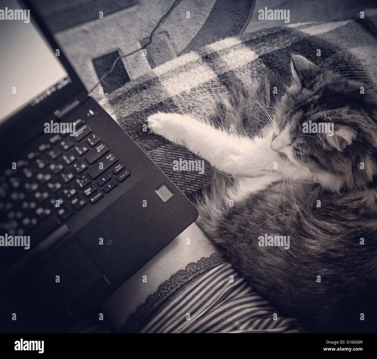 Work from home with kitty - Smartphone Captured Stock Image