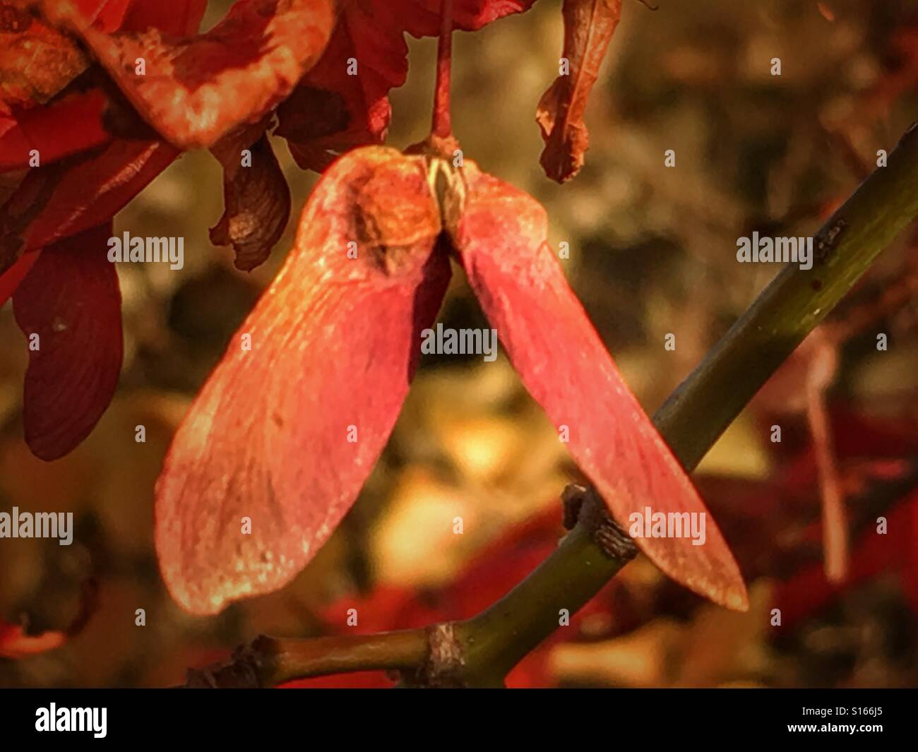 Sycamore seeds, Acer pseudplatanus, in autumn - Smartphone Captured Stock Image