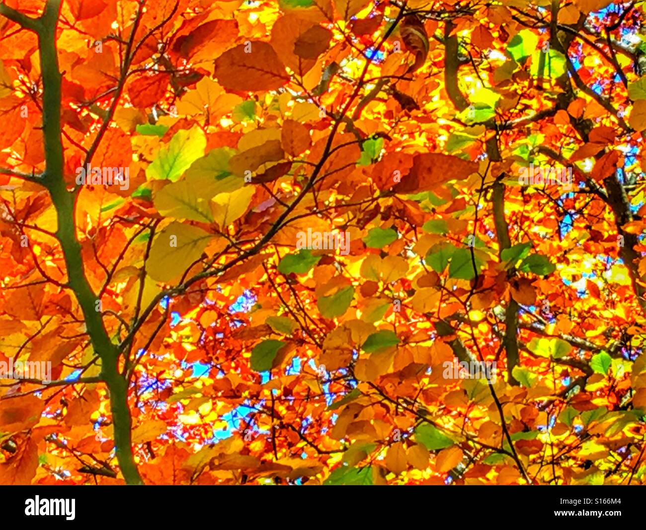 Autumn leaves - Smartphone Captured Stock Image