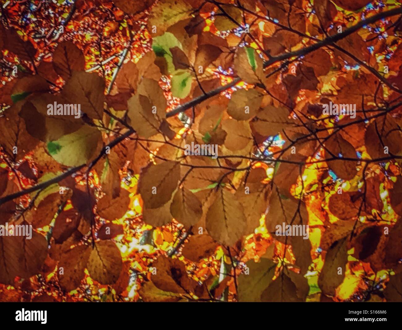 Autumn leaves - Smartphone Captured Stock Image