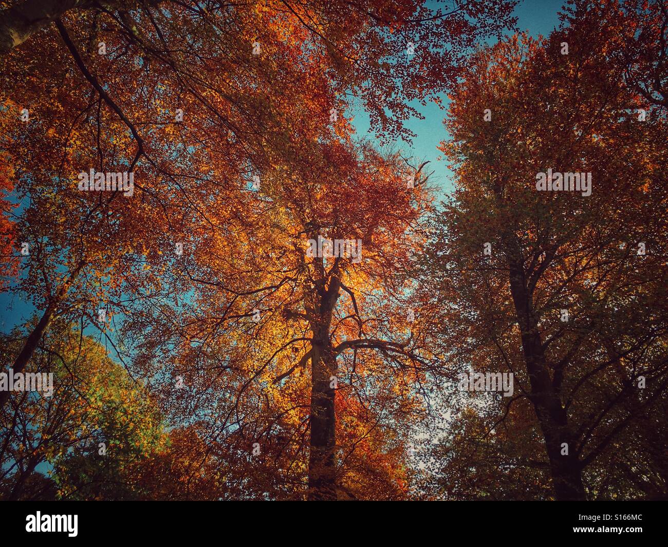 Low angle, autumn trees - Smartphone Captured Stock Image