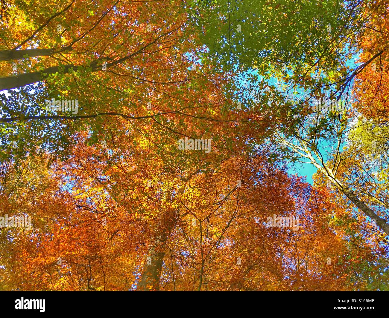 Low angle, autumn trees - Smartphone Captured Stock Image