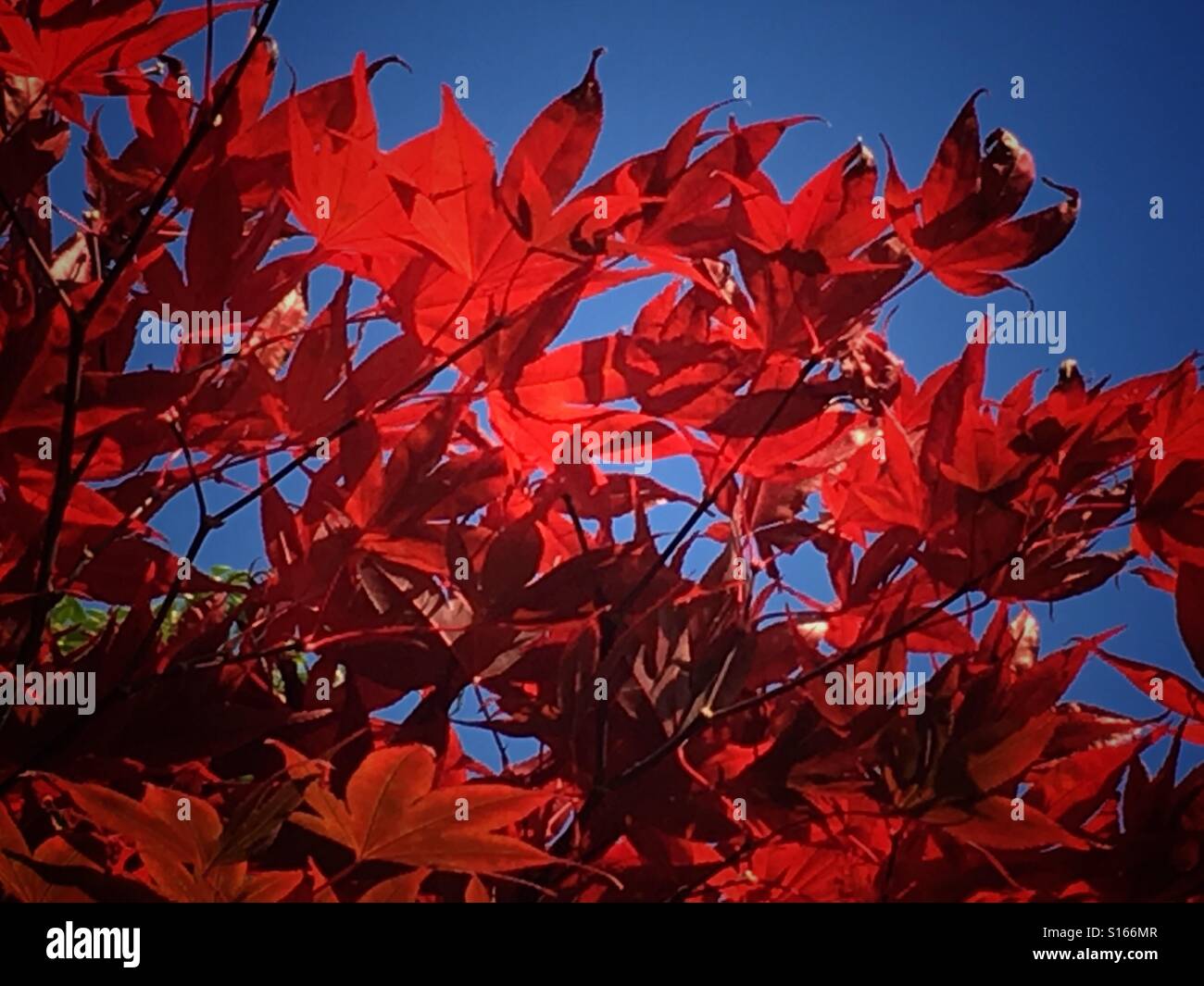 Red leaves against blue sky, beautiful autumn day - Smartphone Captured Stock Image