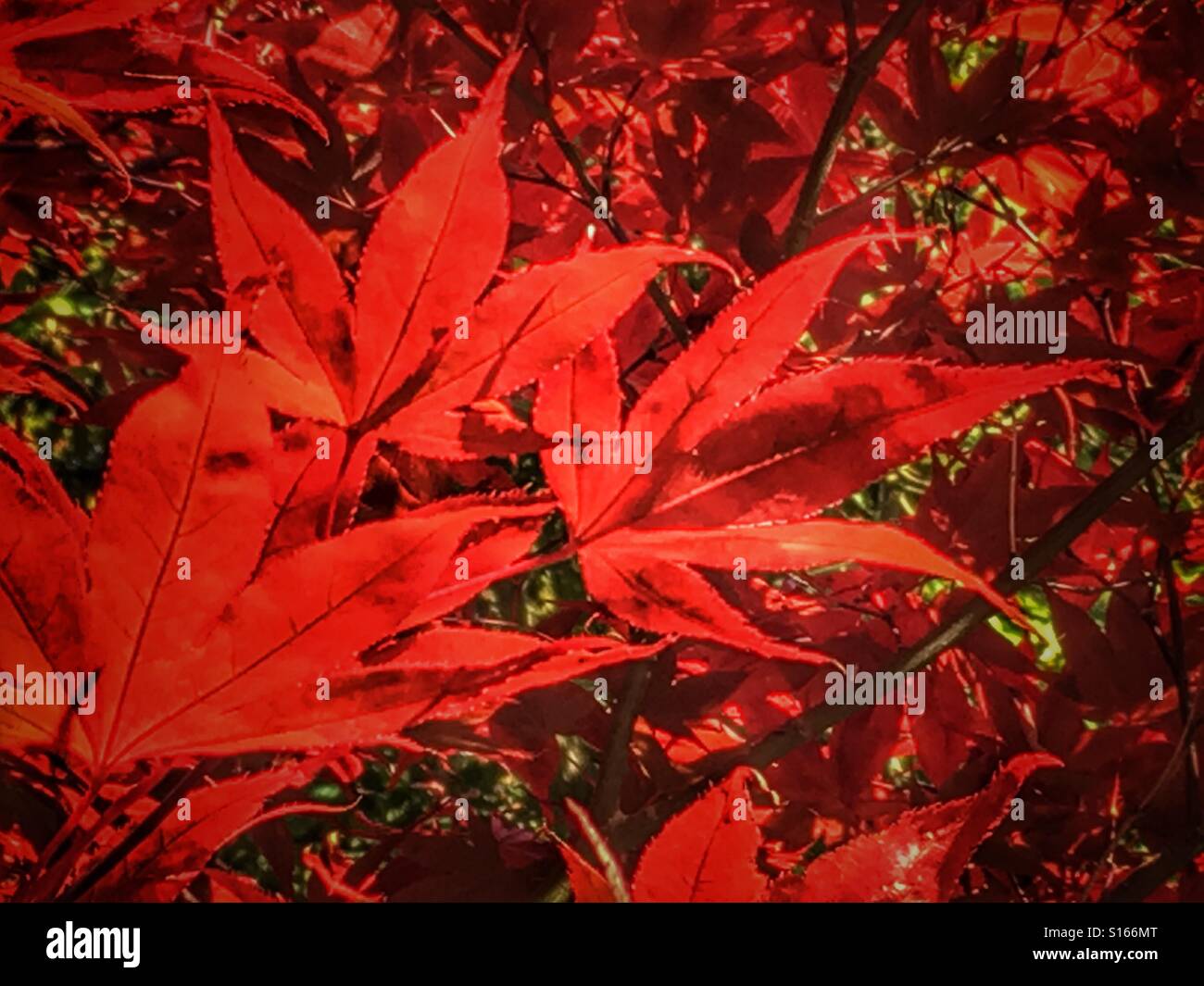 Red leaves - Smartphone Captured Stock Image