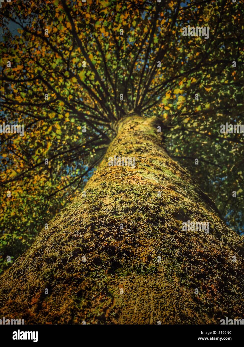 Low angle, close up, tree in autumn - Smartphone Captured Stock Image