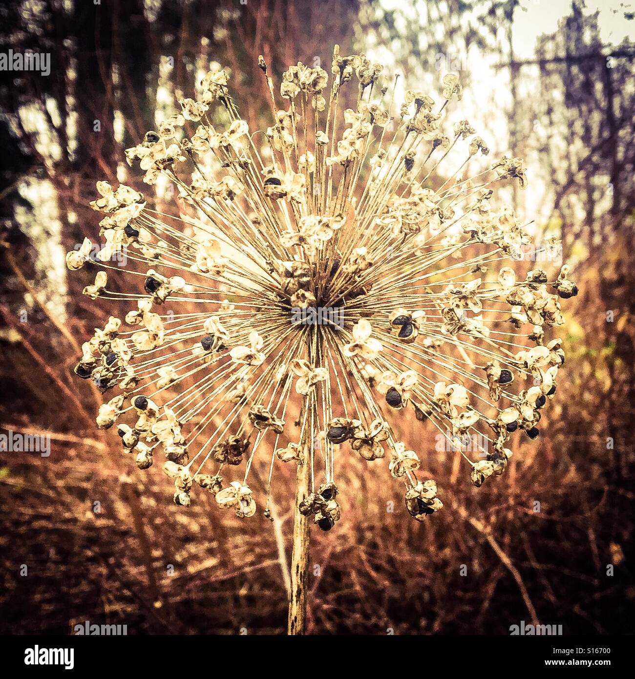 Autumn in Sweden. Withered Allium infructescence. Stock Photo