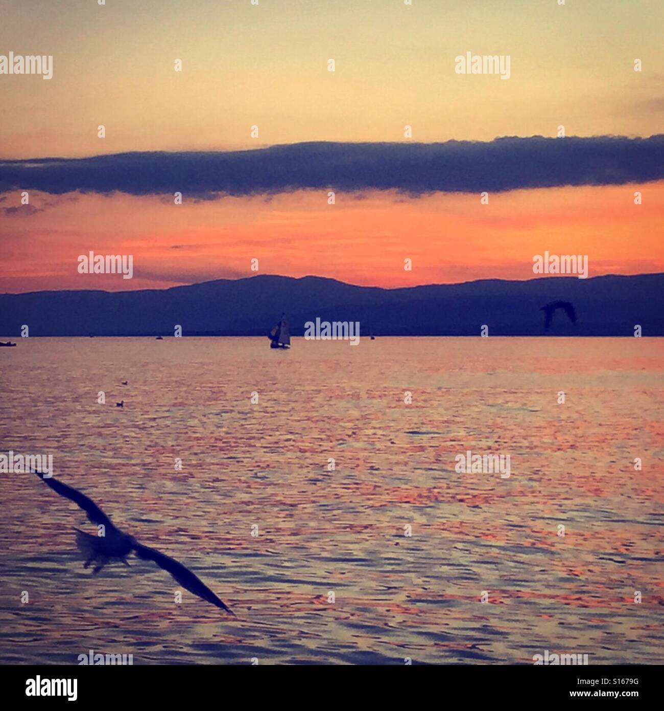 Birds flying over the lake at sunset Stock Photo