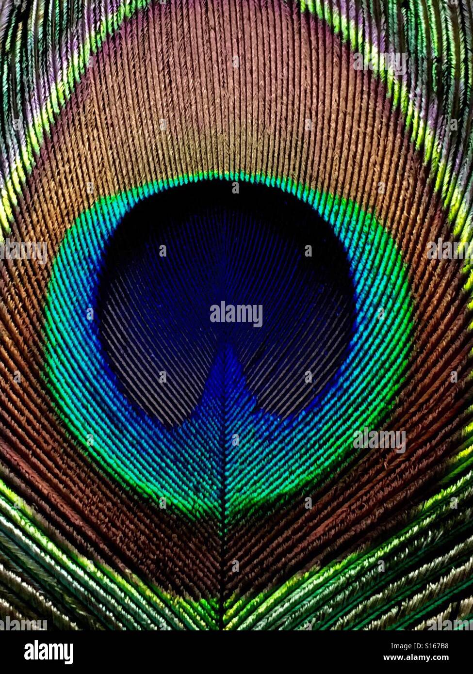 Peacock feather - Smartphone Captured Stock Image