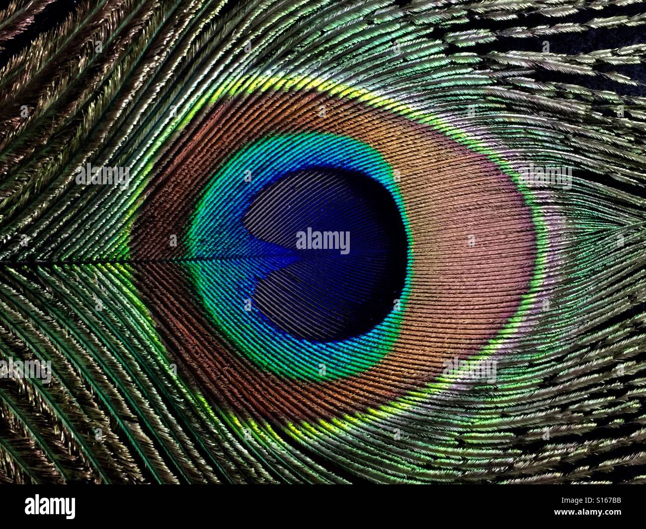 Peacock feather - Smartphone Captured Stock Image