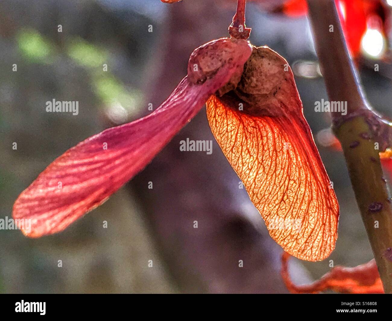 Sycamore seed, late autumn - Smartphone Captured Stock Image