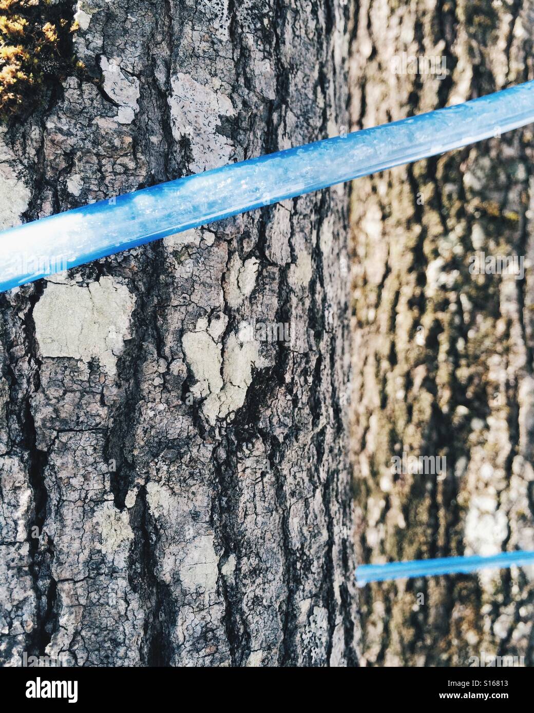 What types of trees produce sap for syrup at frederic edith blog