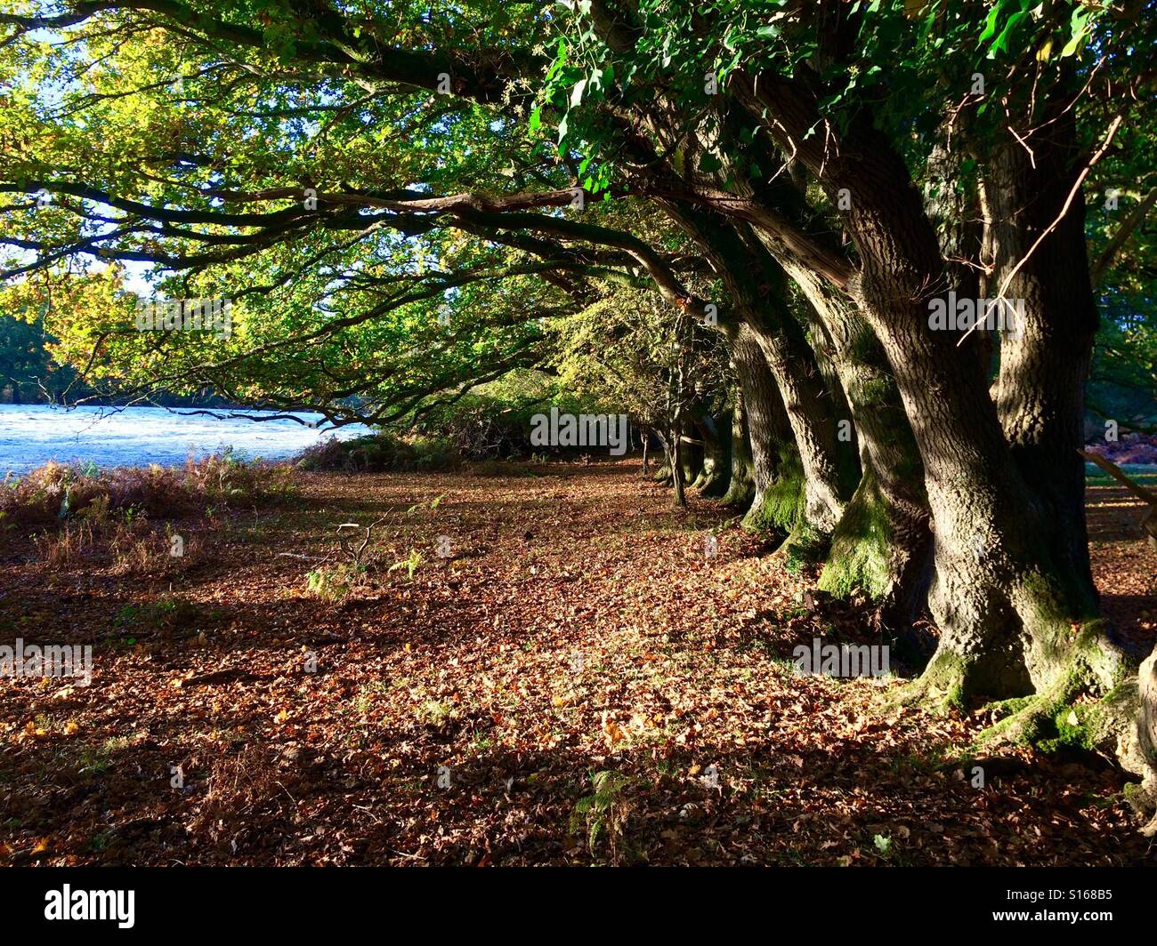 Autumn sun trap. - Smartphone Captured Stock Image