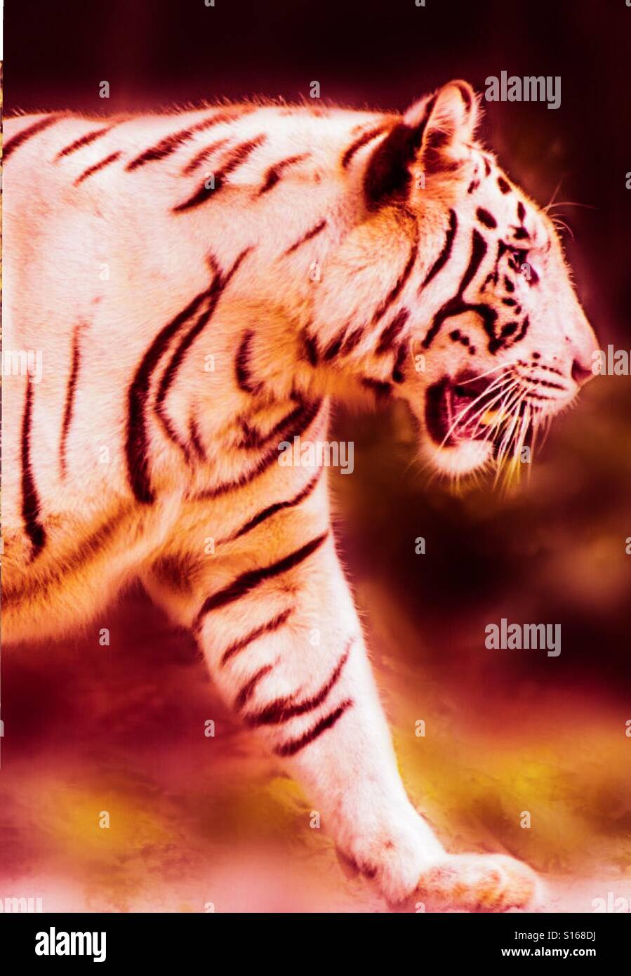 Tiger, tiger, burning bright Stock Photo Alamy