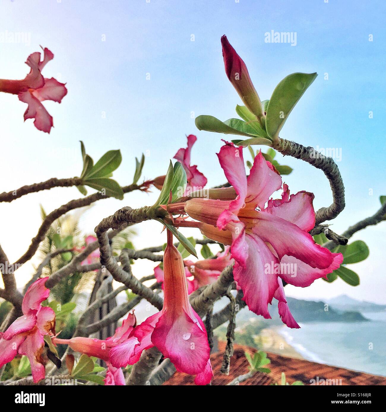 The morning after a tropical rainstorm, this desert rose looks fresh and beautiful in its location overlooking a section of Nayarit's Pacific coastline. Stock Photo