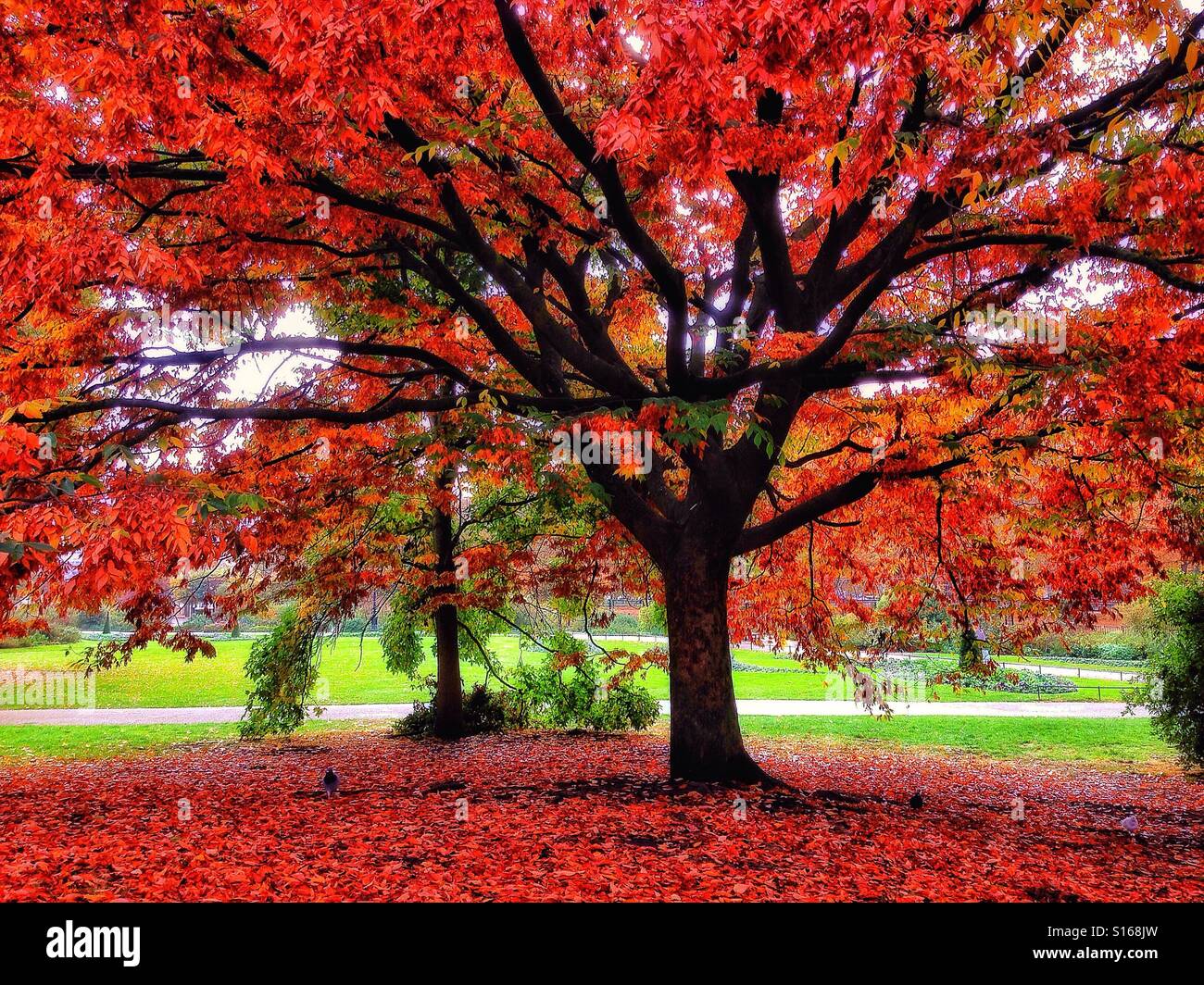 Autumn in London - Smartphone Captured Stock Image