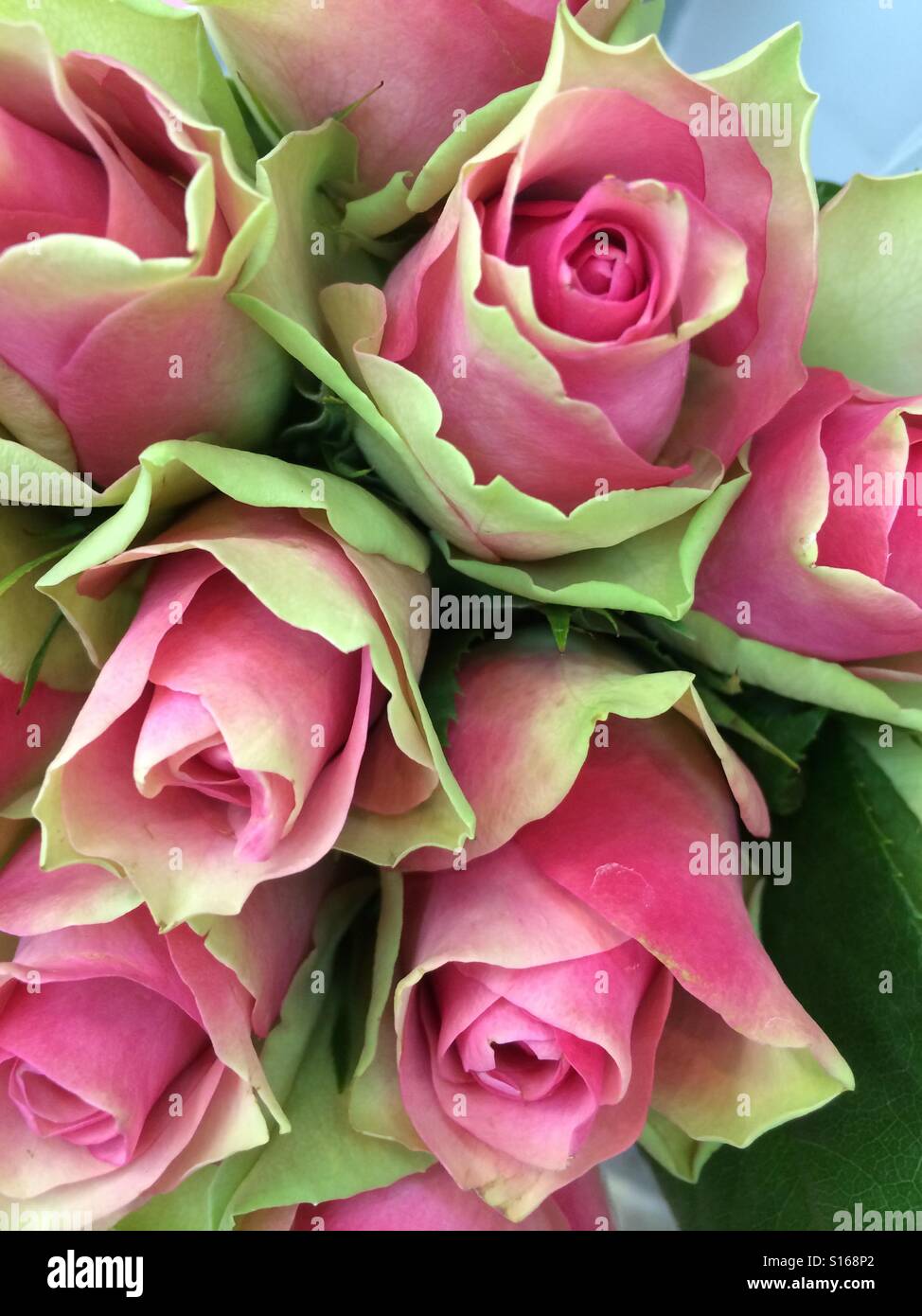 Pink and green roses Stock Photo - Alamy