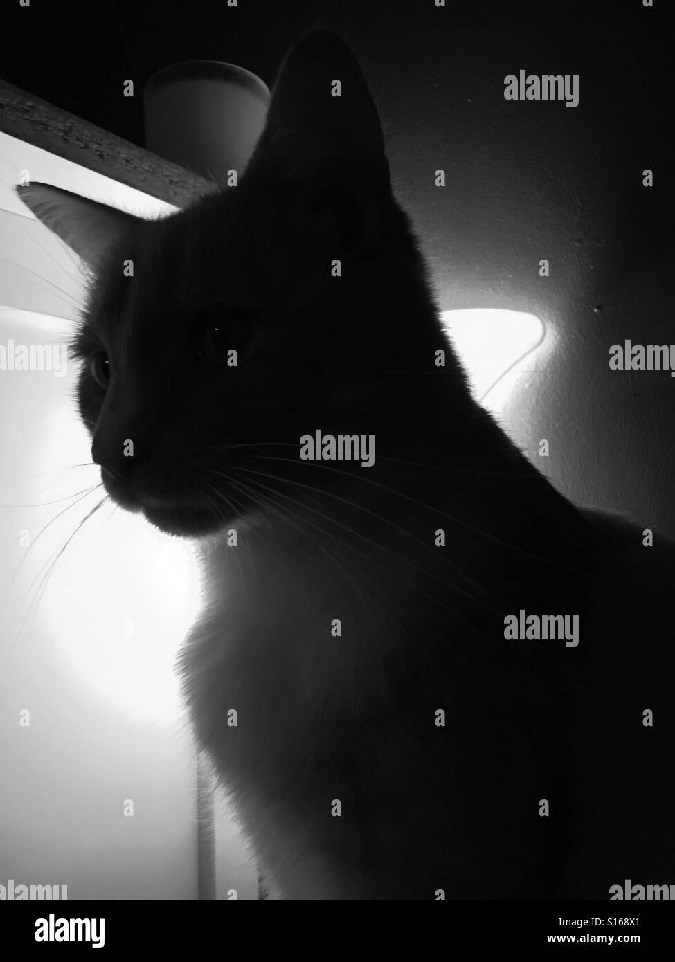 Silhouette of a cat - Smartphone Captured Stock Image