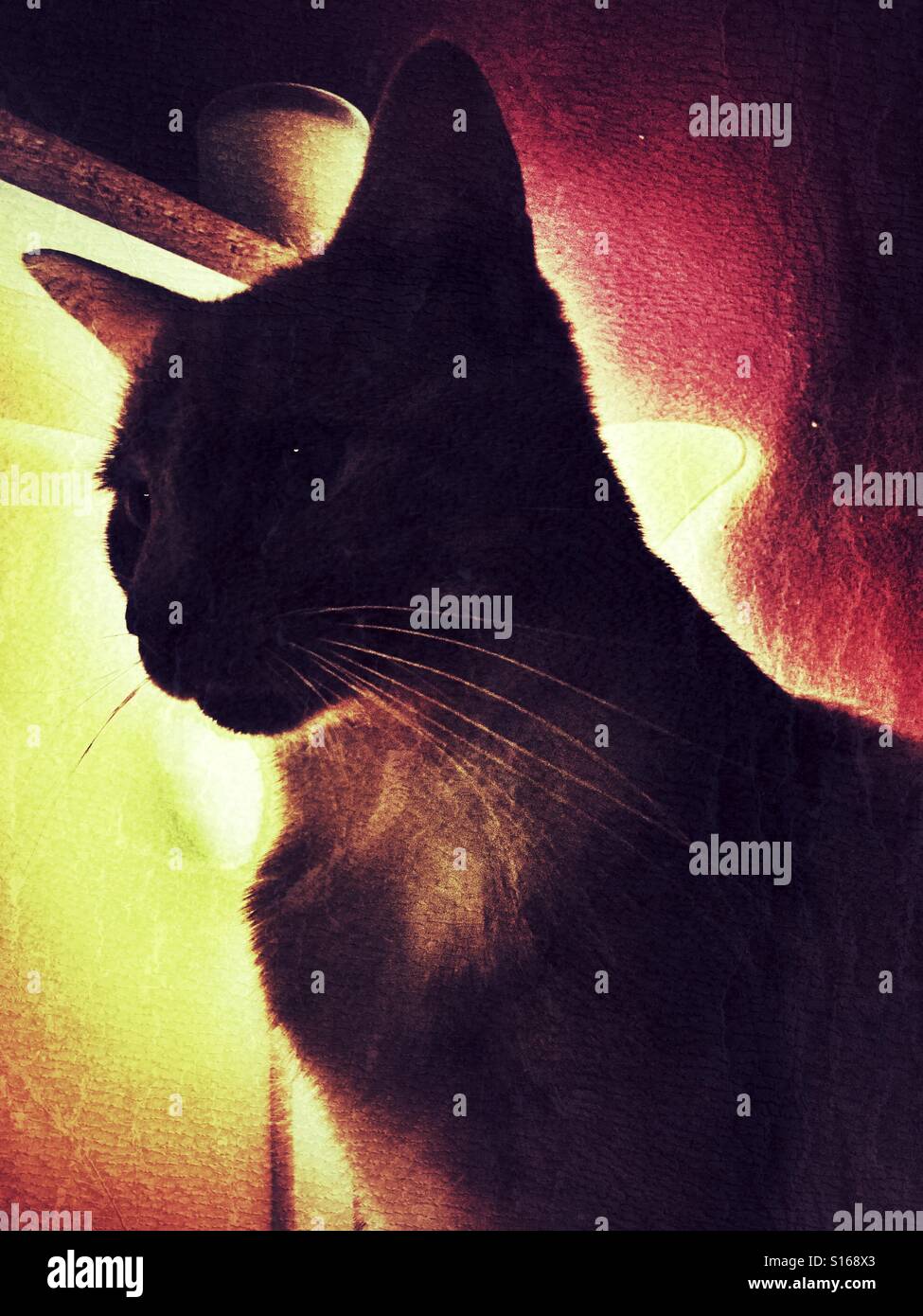Silhouetted cat against golden moon shape light - Smartphone Captured Stock Image