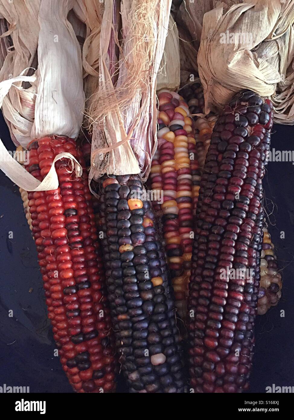 Maize or Indian corn in a decorative autumn display - Smartphone Captured Stock Image