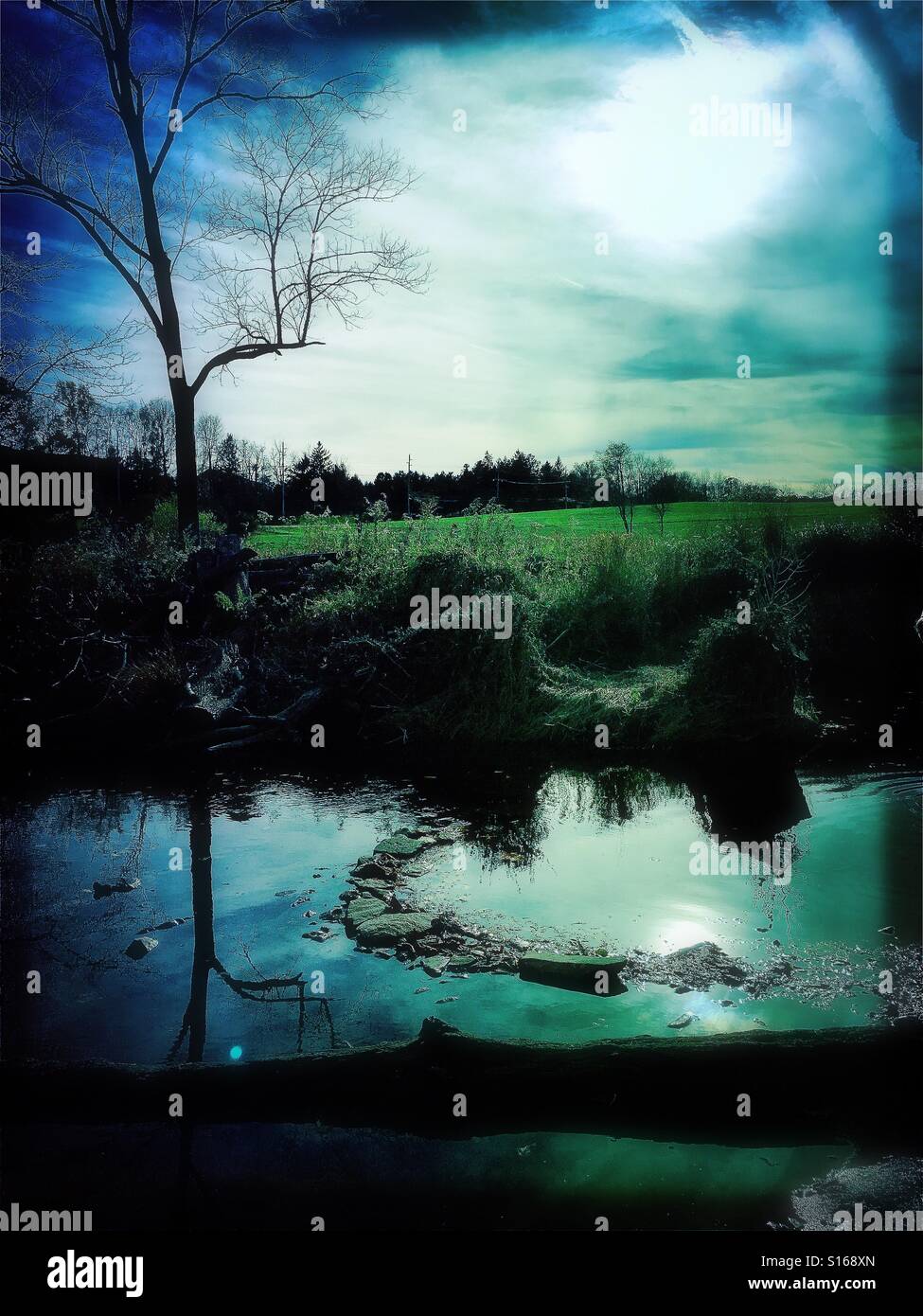 Creek with fallen log and reflected sunlight - Smartphone Captured Stock Image